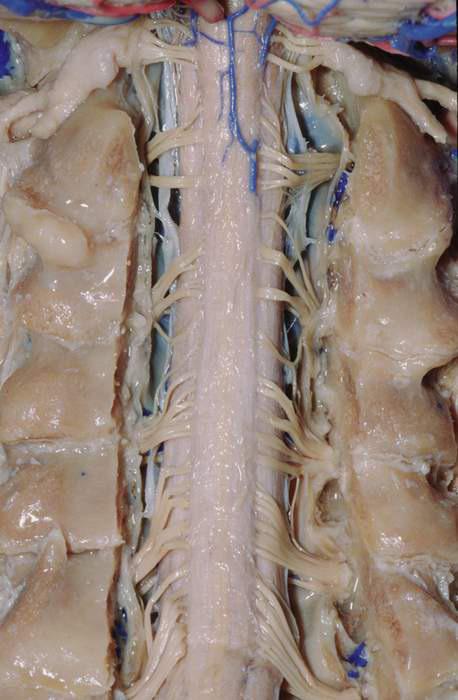This is what the spinal cord looks like.