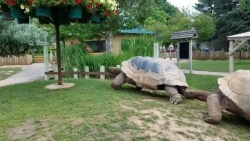 Giant tortoises moving at full speed