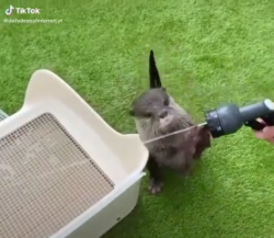 Otter protecting box from getting wet