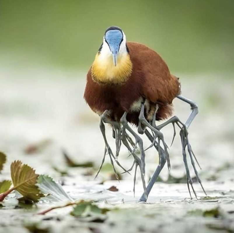 Jacana bird dad carrying his chicks under his wings, with only their legs visible