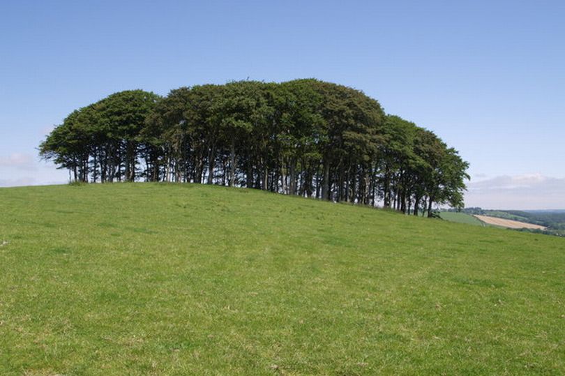 The ‘nearly home trees’ at Cookworthy Knapp