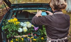 The rise of ‘cardening’: why people are growing plants in cars – and everywhere else