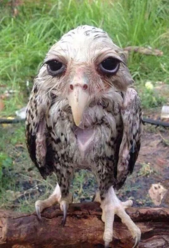 What an owl looks like after getting caught in the rain