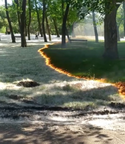 Controlled burn of cottonwood seeds revealing grass underneath.