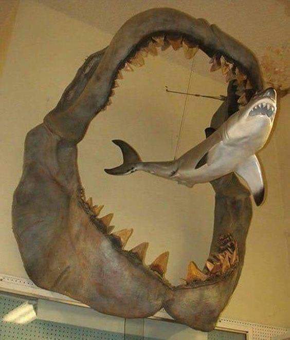 The jaws of an ancient Megalodon shark that lived around 23 to 3.6 million years ago vs. a moder ...