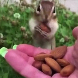 Squirrel tastes almonds for the first time