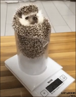 How to weigh a hedgehog