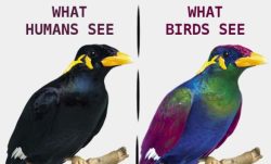 A bird range of visible wavelengths
