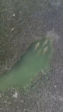 Sharks swimming through a shoal of fish