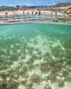 Spider crabs off St. Ives shedding their shells