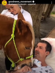 Therapy horse rests his head on patient, which they’ve never seen do before