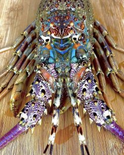 🔥 A tropical rock lobster (Panulirus ornatus)