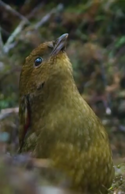 Amazing bowerbird imitates children playing