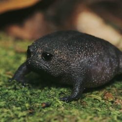 Native to the coast of South Africa, Black Rain Frogs are known for their perpetual grimace.