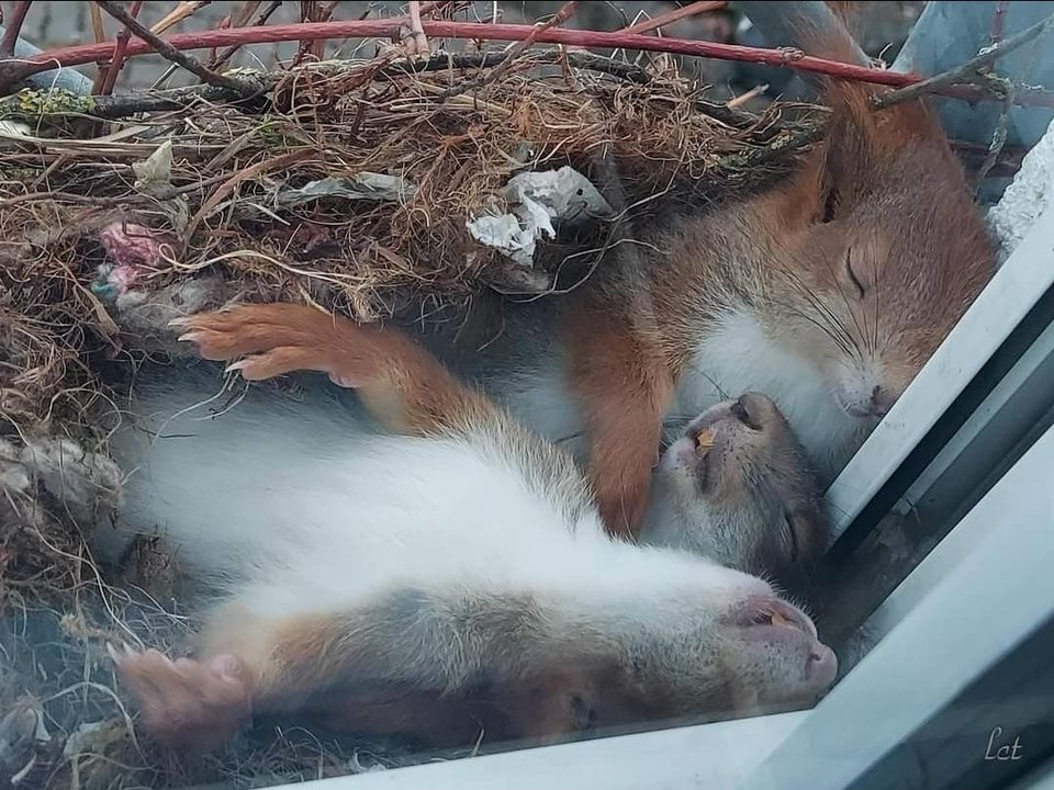 Sleeping Squirrels in their nest on someone’s window ledge