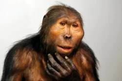 Early hominin Paranthropus may have used sophisticated stone tools