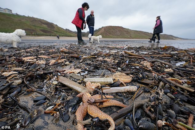 Thousands of dead and dying shellfish wash up on the same North Yorkshire beach where an ‘ ...