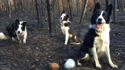 Border Collies Run Like the Wind to Bring New Life to Chilean Forest – Hasan Jasim