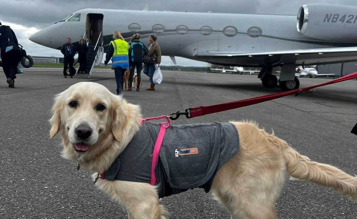Couple fly dogs in private jet as it proves cheaper than ‘crazily expensive’ cargo p ...