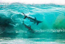 Incredible photographs of sharks swimming in a wave captured by Sean Scott.
