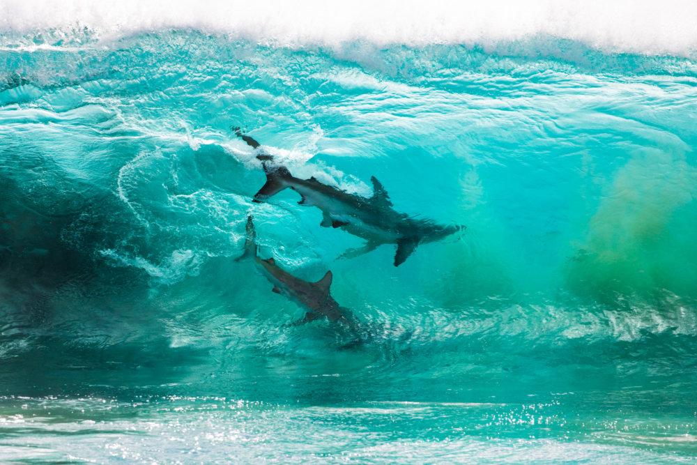 Incredible photographs of sharks swimming in a wave captured by Sean Scott.