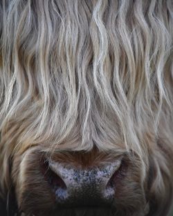 Hairy Coo