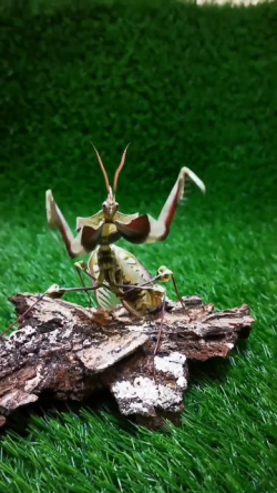 Amazing defensive display from a praying mantis