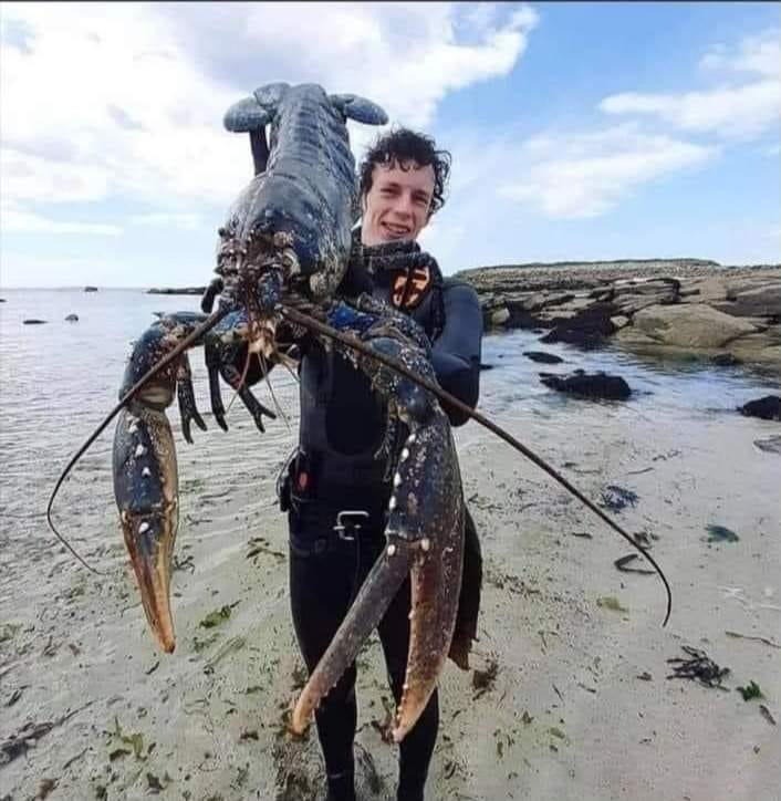 The largest lobster in the world caught in Essaouira Morocco, beautiful