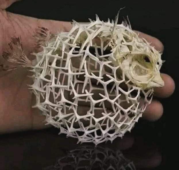 The skeleton of an inflated Pufferfish.
