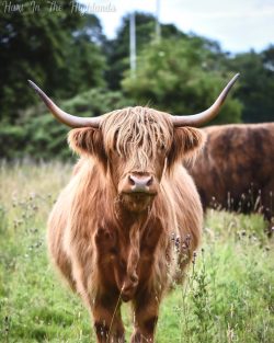 Hairy Coo