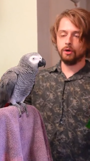The intelligence of this African Grey Parrot