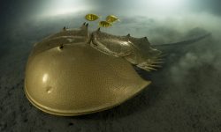 A golden horseshoe crab scuttling along a muddy sea floor at night with three golden travellie f ...