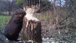 Beavers are amazing