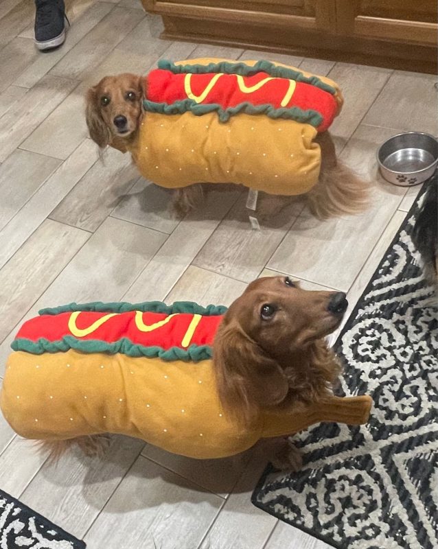 Sausage hotdogs