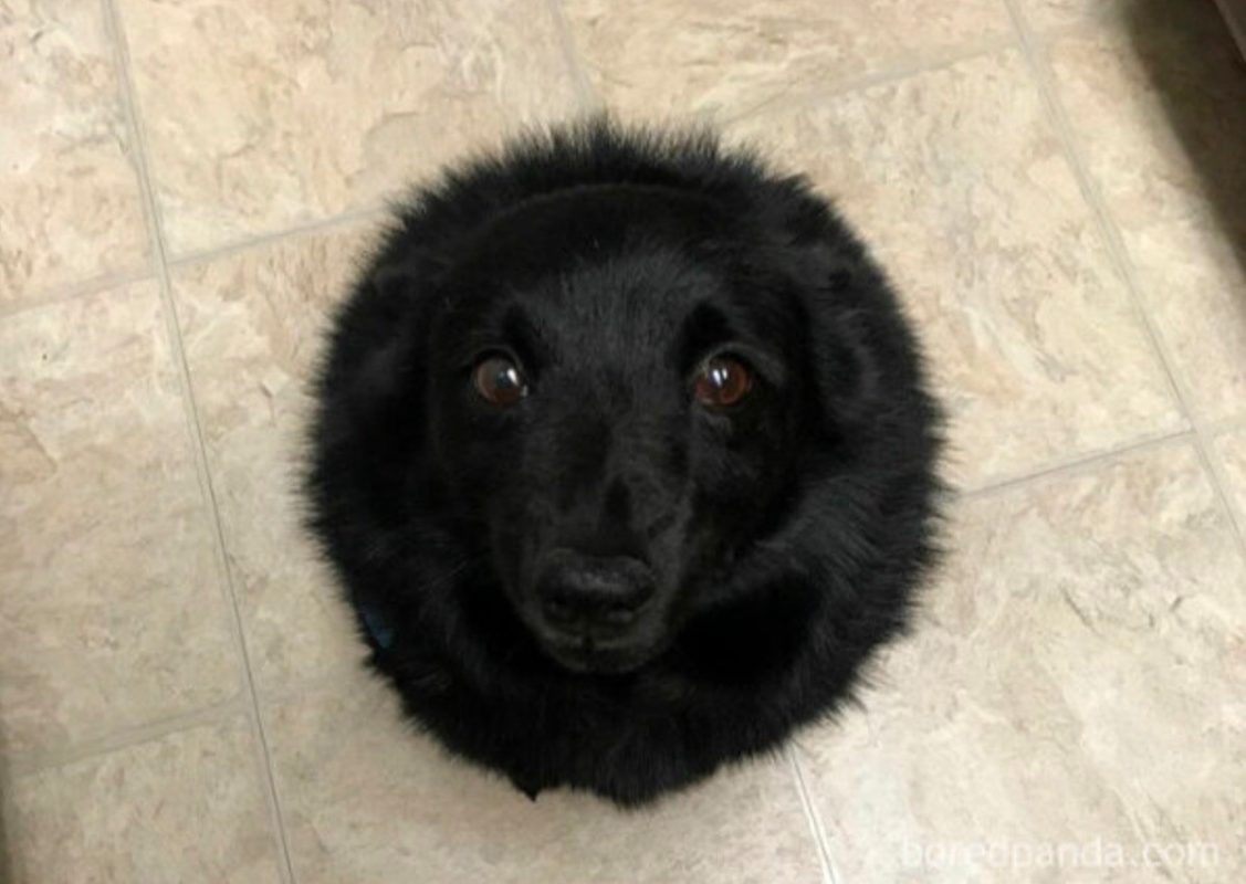 Scientists have discovered a black hole that absorbs all food falling to the floor.