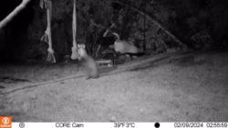 Pine martens caught on camera playing on children’s swingset in Ardnamurchan, Scotland. Th ...