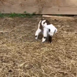 Baby goats are too pure for this world