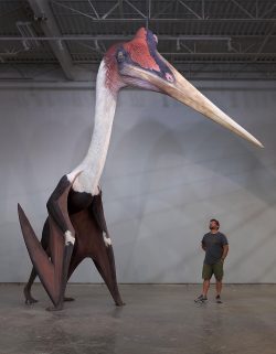 Quetzalcoatlus northropi model next to a 1.8m man. The largest known flying animal to ever exist.