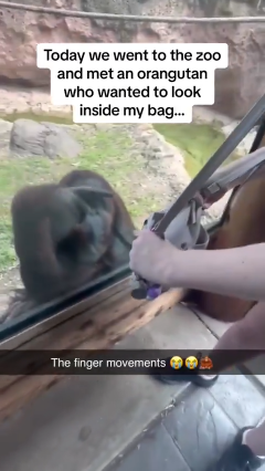 Orangutan wanted to look inside the bag