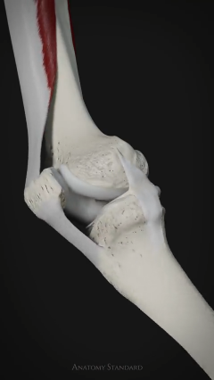 The dynamic movement of the patella (or kneecap) during knee flexion and extension, as well as t ...