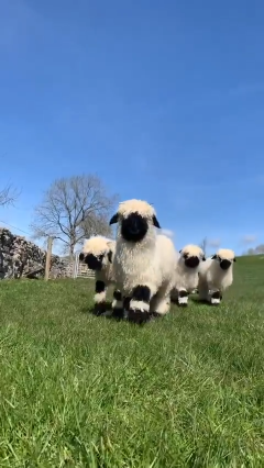 The Valais Blacknose,  sheep from the Valais region of Switzerland.