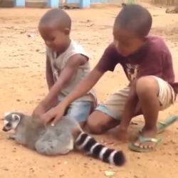 Two boys in Madagascar scratch the back of a habituated lemur