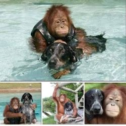 After losing his parents, Roscoe, a 3-year-old orangutan, was so depressed he wouldn’t eat ...