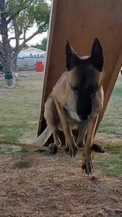 Belgian Malinois are the acrobats of dogs