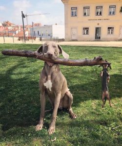 Branch manager and assistant to the branch manager.