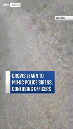 Police officers in the UK were left confused after resident crows learned how to mimic the polic ...