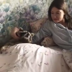 Raccoon lets human know he wants more scritches