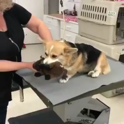 Corgi is terrified of going to the vet, so he brings his companion along for comfort