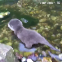 A baby otter enjoys the water for the first time.
