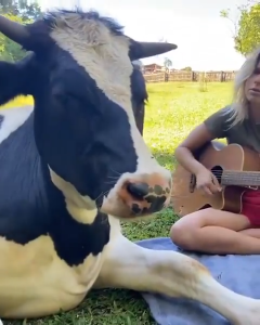 cows freaking love music & it is the wildest thing to watch